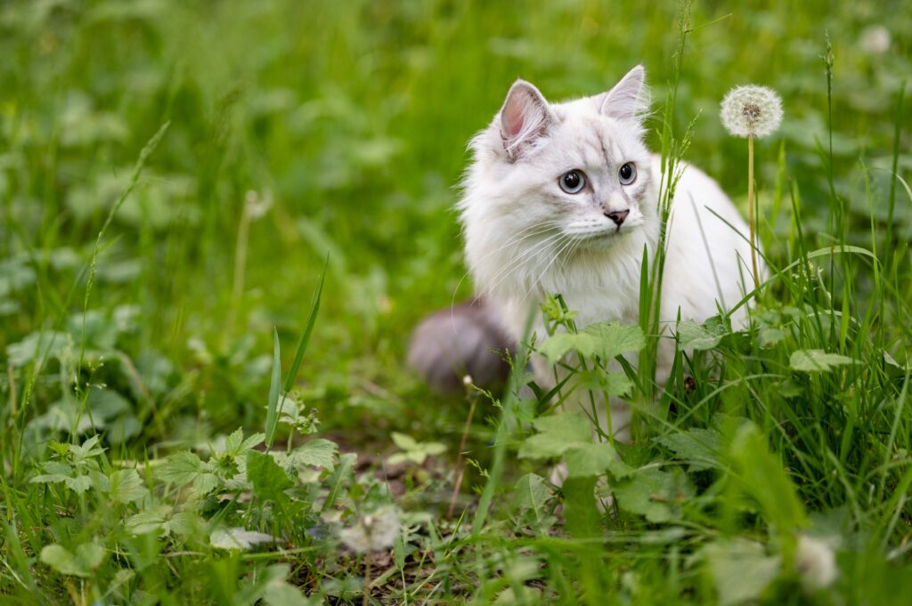 猫と草