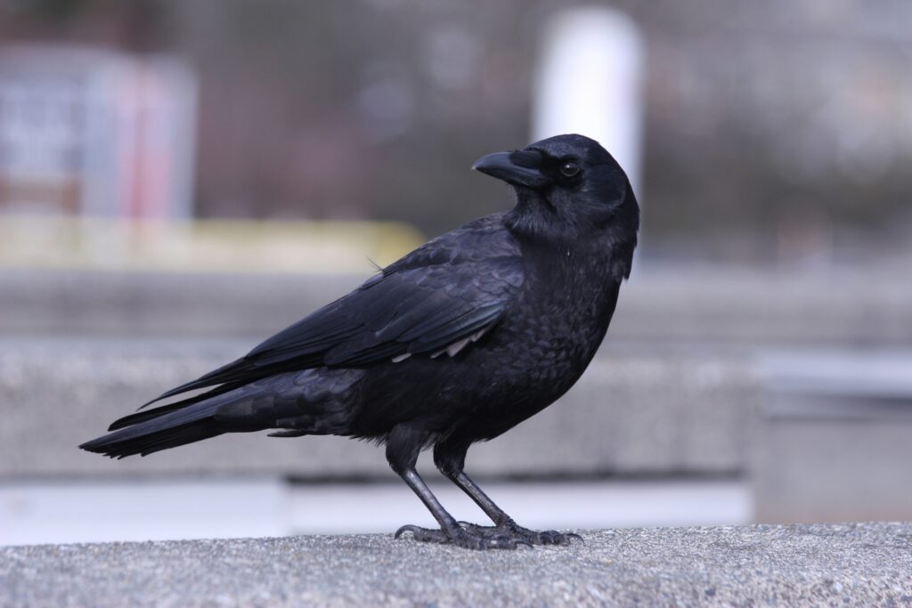 カラス