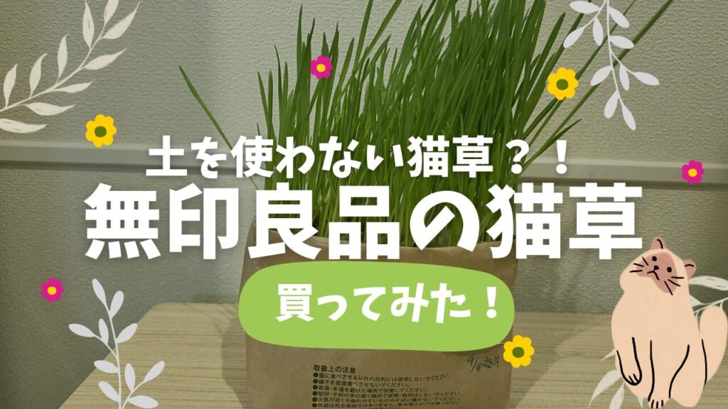 土を使わない猫草？！無印良品の猫草買ってみた！