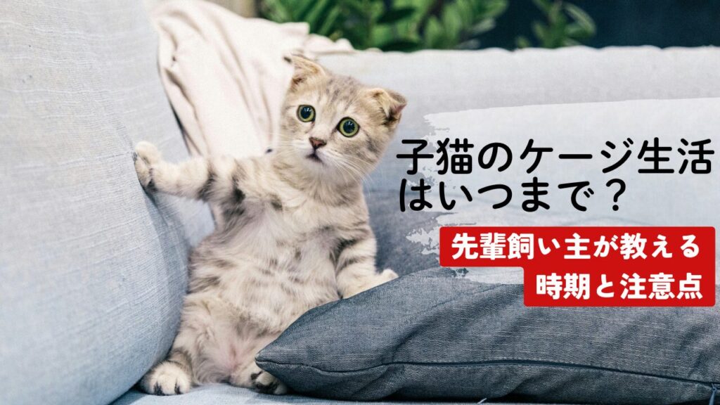 子猫のケージ生活はいつまで？先輩飼い主が教える時期と注意点
