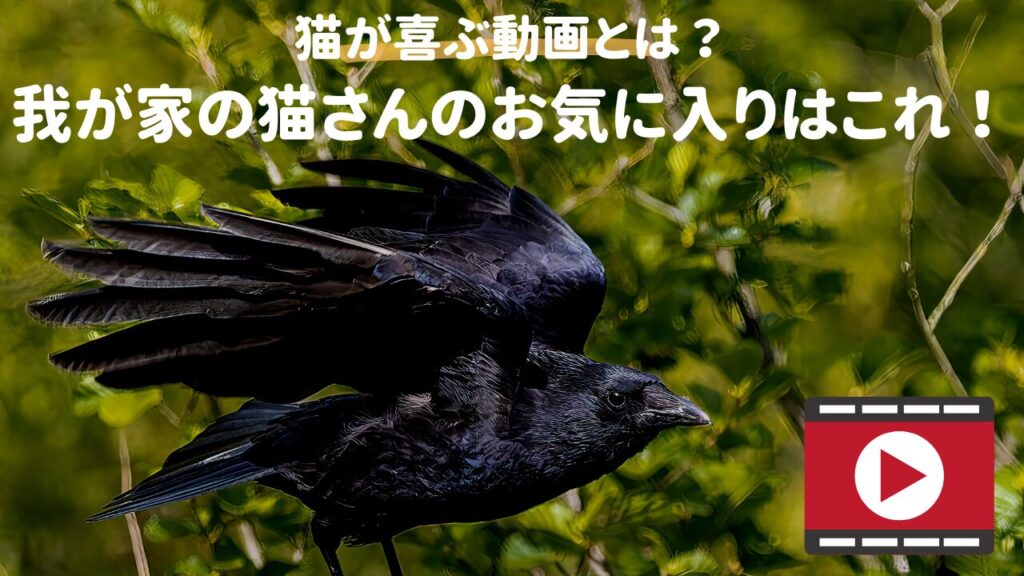 猫が喜ぶ動画とは？我が家の猫さんのお気に入りはこれ！