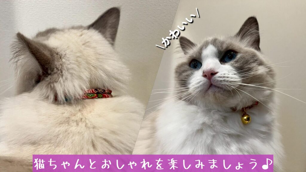 猫ちゃんとおしゃれを楽しみましょう♪
