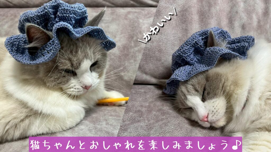 猫ちゃんとおしゃれを楽しみましょう♪