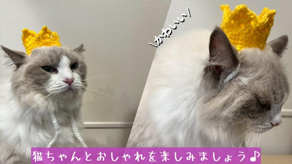 猫ちゃんとおしゃれを楽しみましょう♪