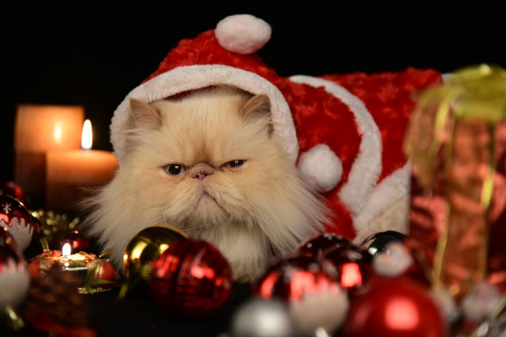 クリスマス　猫