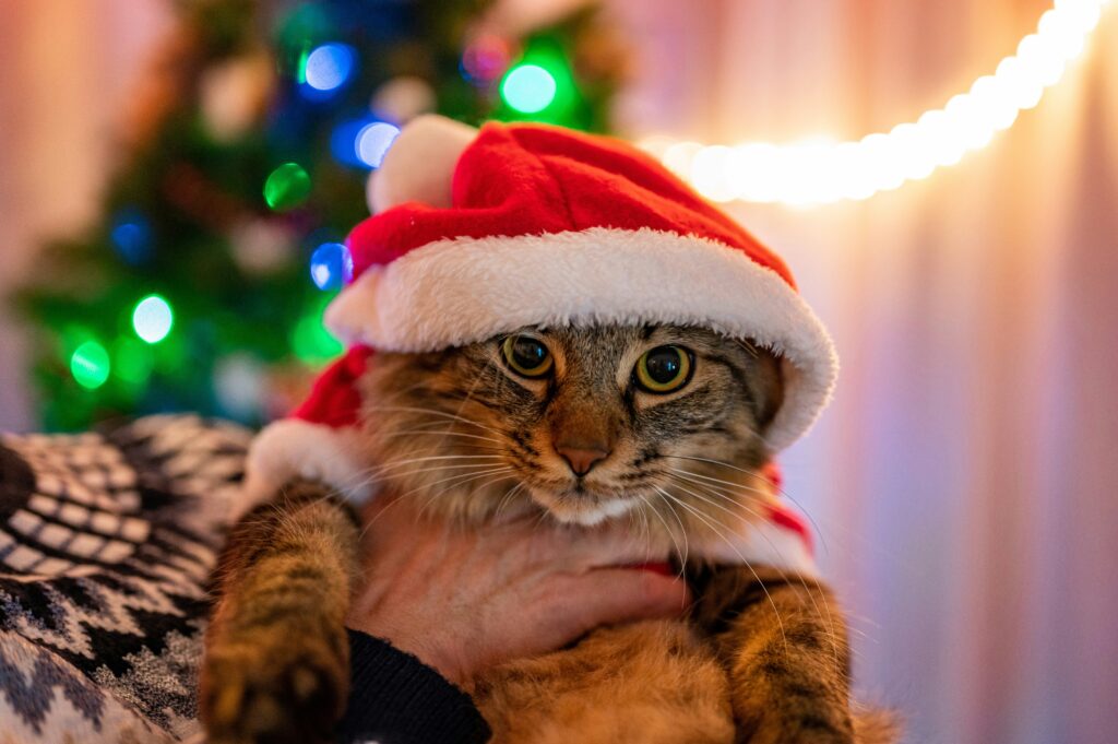 猫とクリスマス