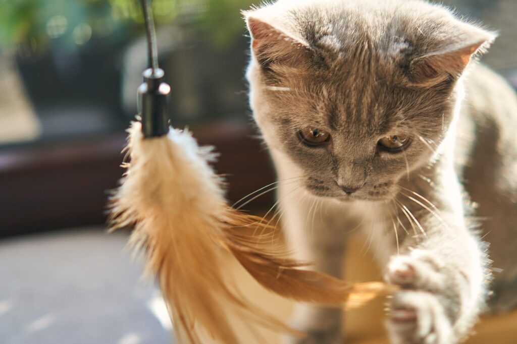 子猫とおもちゃ