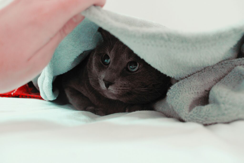 猫とタオル