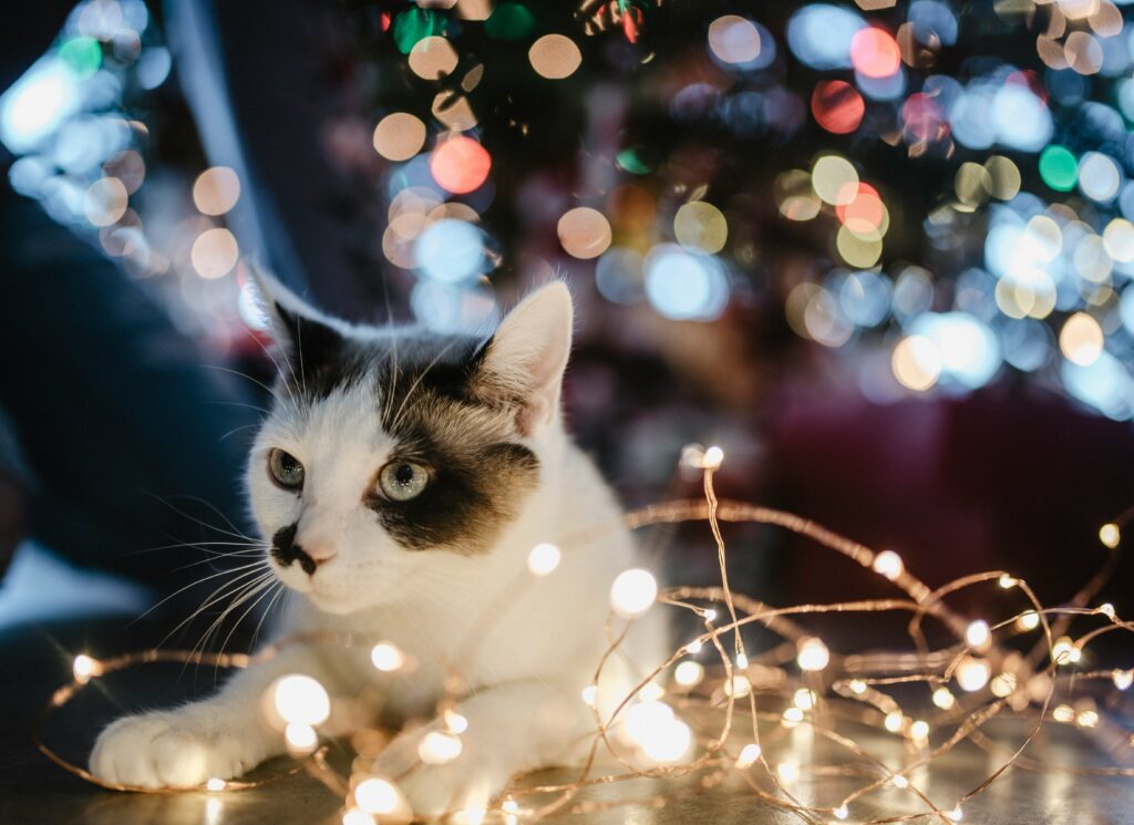 クリスマスツリーと猫