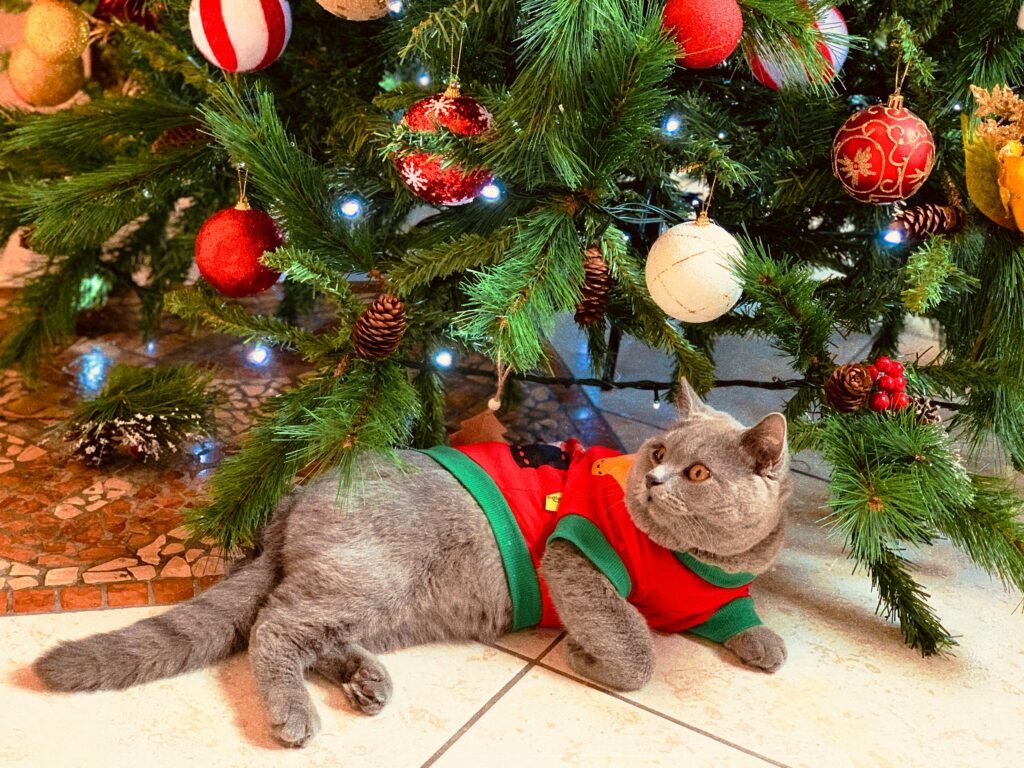 猫とクリスマスツリー