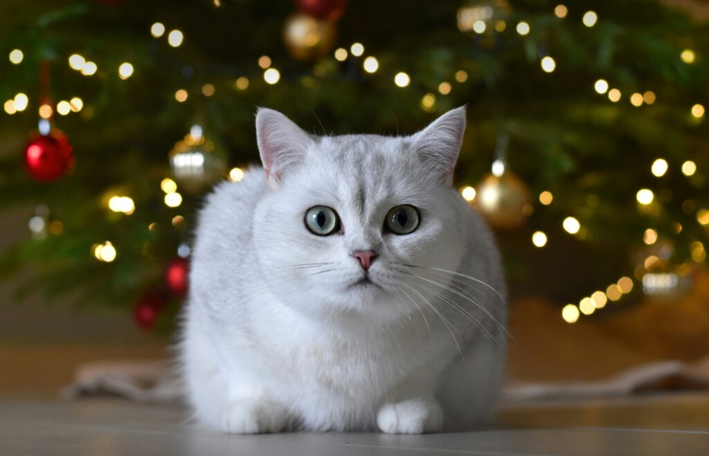 猫とクリスマス