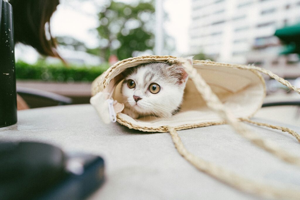 猫とバック