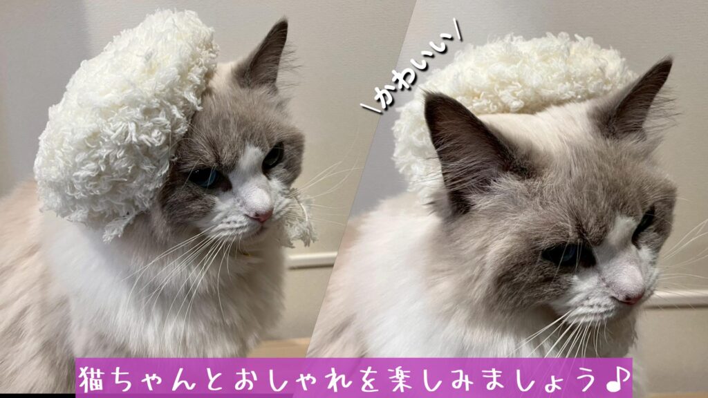 猫ちゃんとおしゃれを楽しみましょう♪