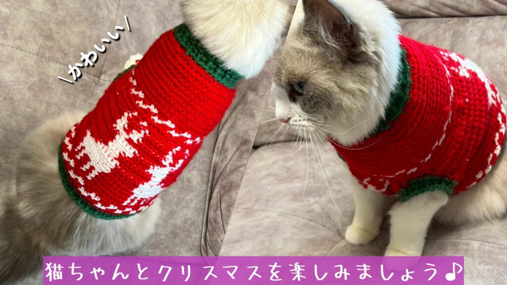 猫ちゃんとクリスマスを楽しみましょう♪