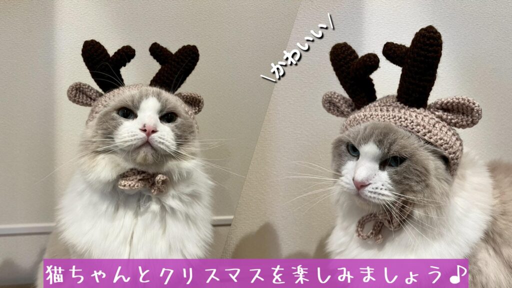 猫ちゃんとクリスマスを楽しみましょう♪