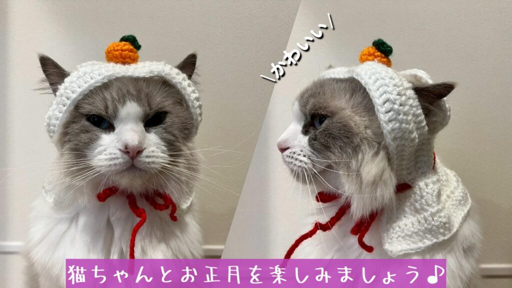 猫ちゃんとお正月を楽しみましょう♪
