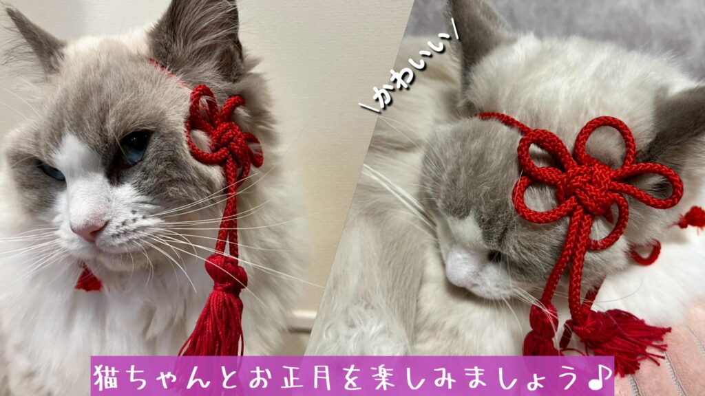 猫ちゃんとお正月を楽しみましょう♪