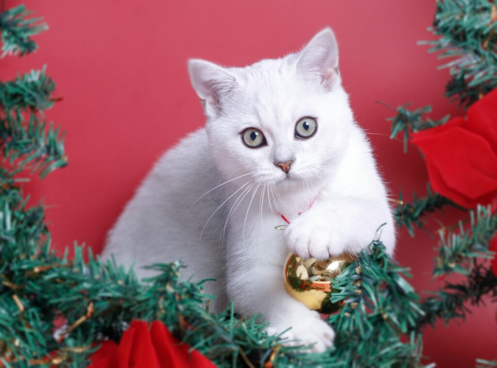 猫とクリスマス