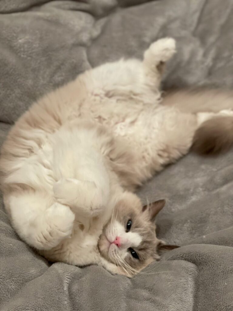 毛布で寝るるんちゃん