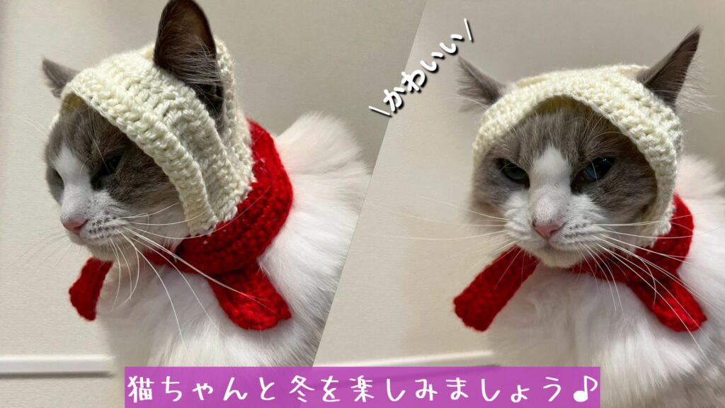 猫ちゃんと冬を楽しみましょう♪