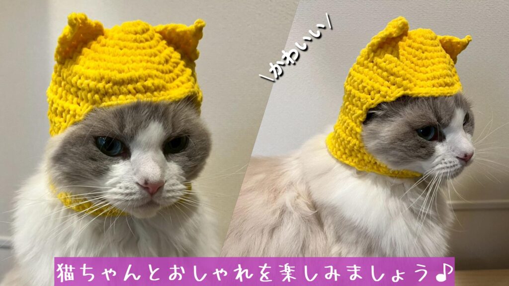 猫ちゃんとおしゃれを楽しみましょう♪