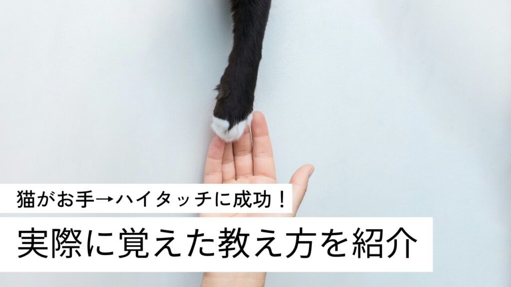 猫がお手→ハイタッチに成功！実際に覚えた教え方を紹介