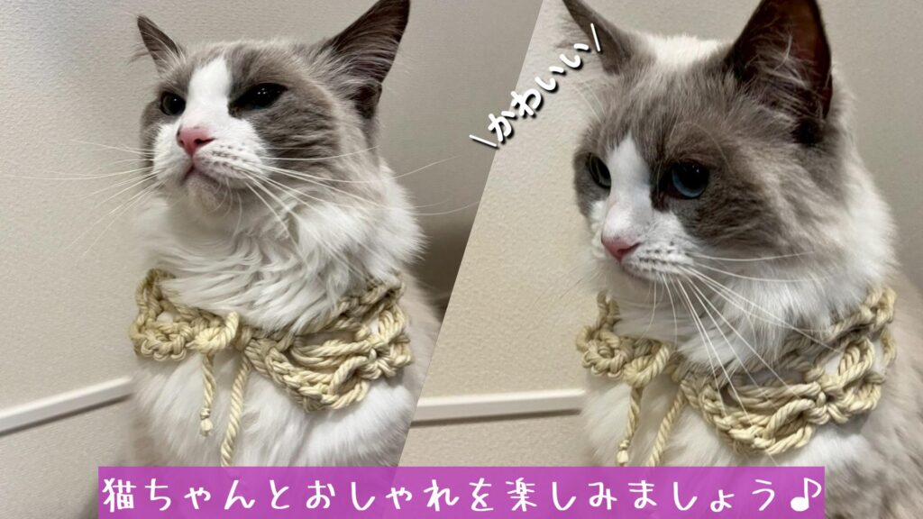 猫ちゃんとおしゃれを楽しみましょう♪