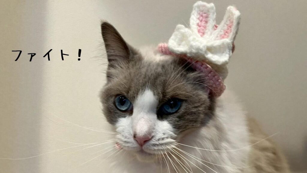 ファイト！