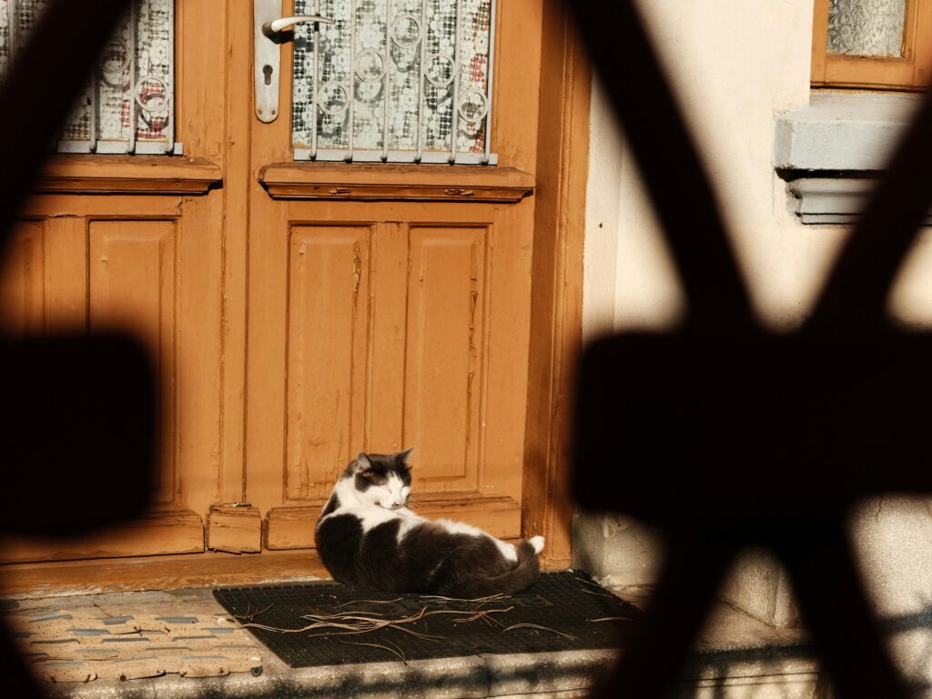猫と玄関