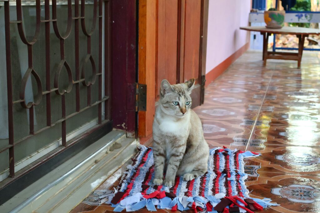 猫と玄関