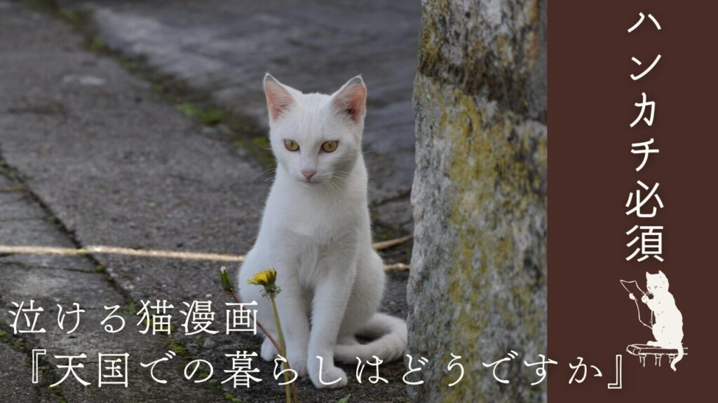 ハンカチ必須…泣ける猫漫画『天国での暮らしはどうですか』