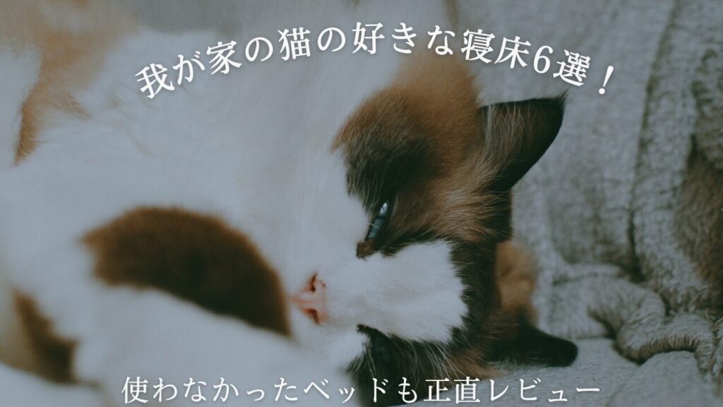 我が家の猫の好きな寝床6選！使わなかったベッドも正直レビュー