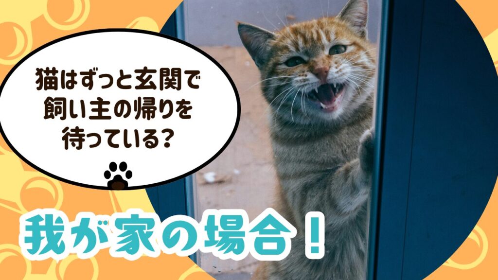 猫はずっと玄関で飼い主の帰りを待っている？我が家の場合！