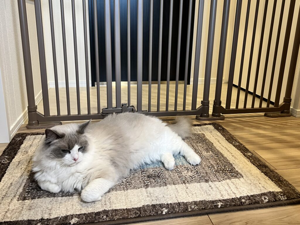 のぼれんニャン