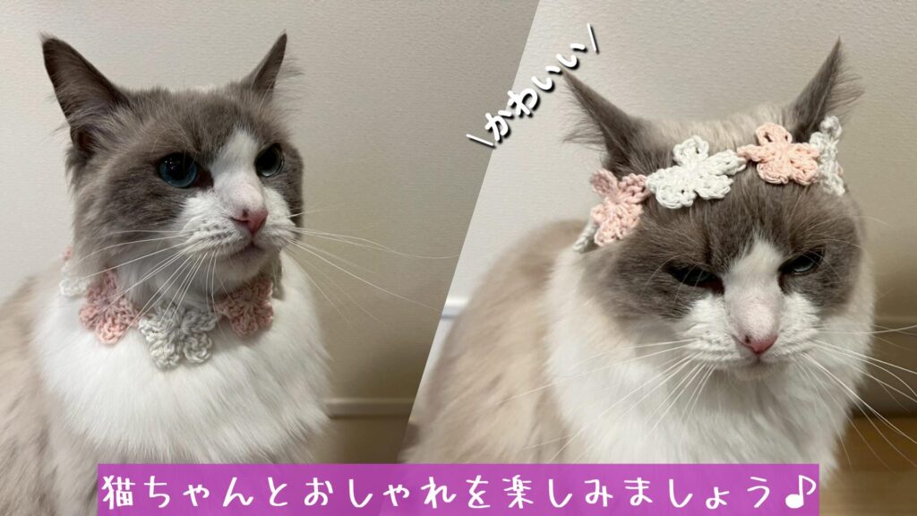 猫ちゃんとおしゃれを楽しみましょう♪