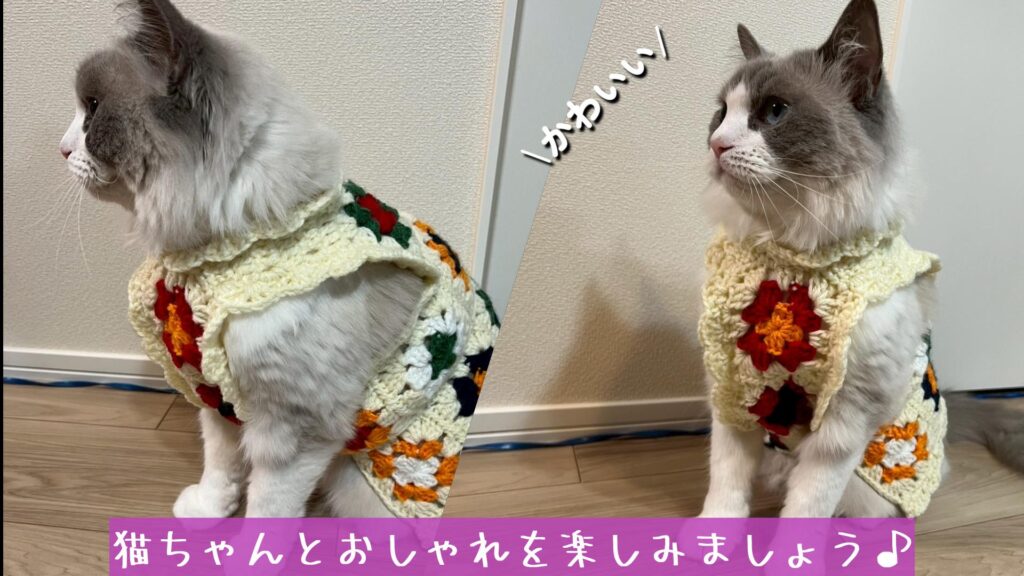 猫ちゃんとおしゃれを楽しみましょう♪