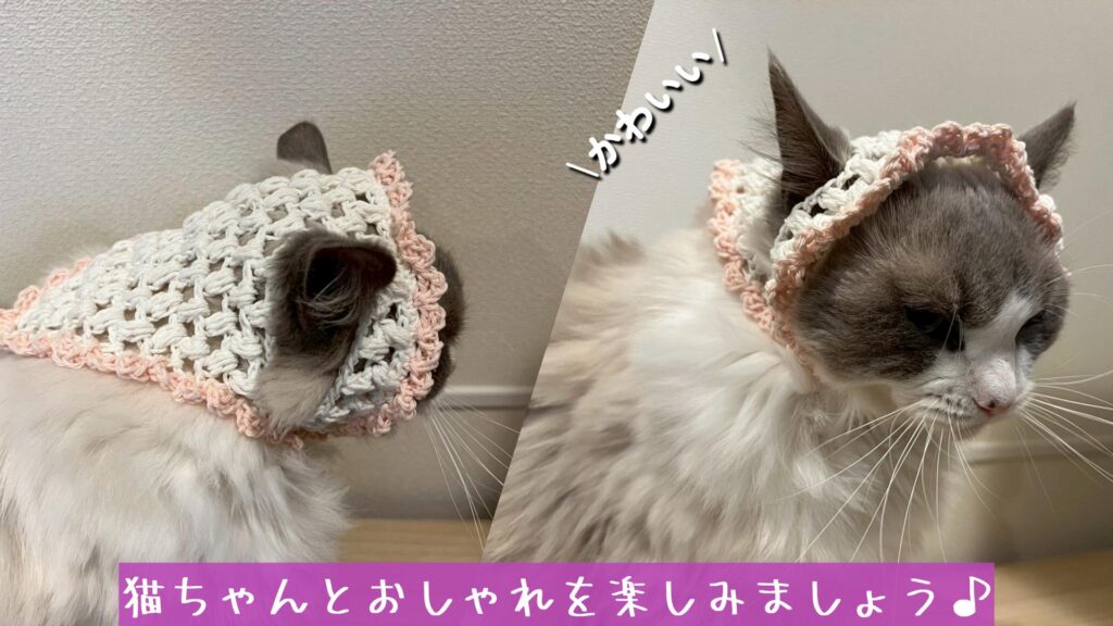 猫ちゃんとおしゃれを楽しみましょう♪