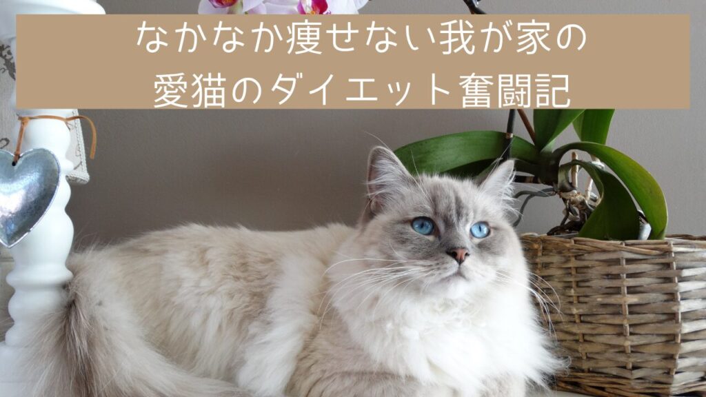 なかなか痩せない我が家の愛猫のダイエット奮闘記
