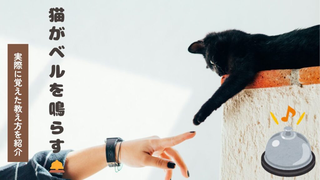 猫がベルを鳴らす🛎️実際に覚えた教え方を紹介