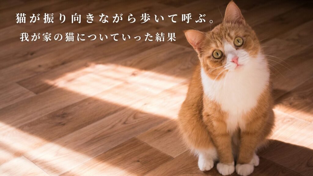 猫が振り向きながら歩いて呼ぶ。我が家の猫についていった結果
