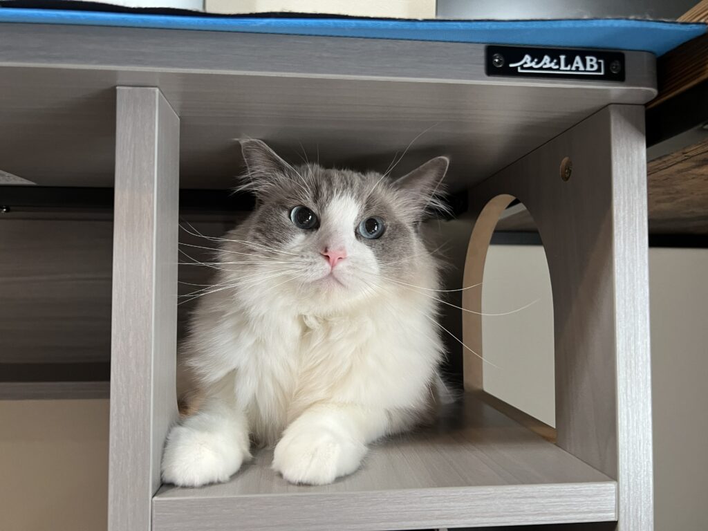 猫ハウスデスク