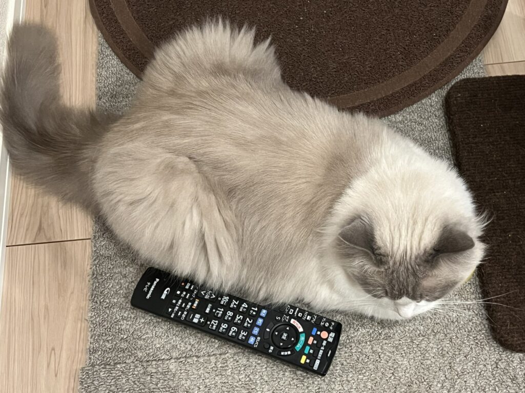るんちゃん