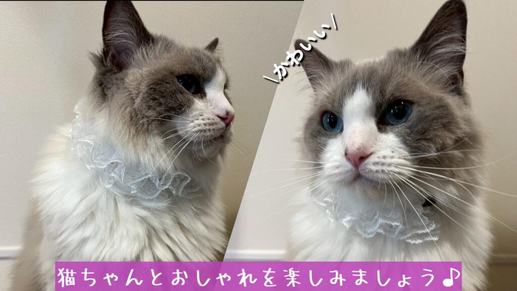猫ちゃんとおしゃれを楽しみましょう♪