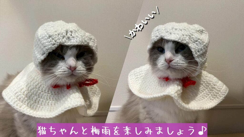 猫ちゃんと梅雨を楽しみましょう♪