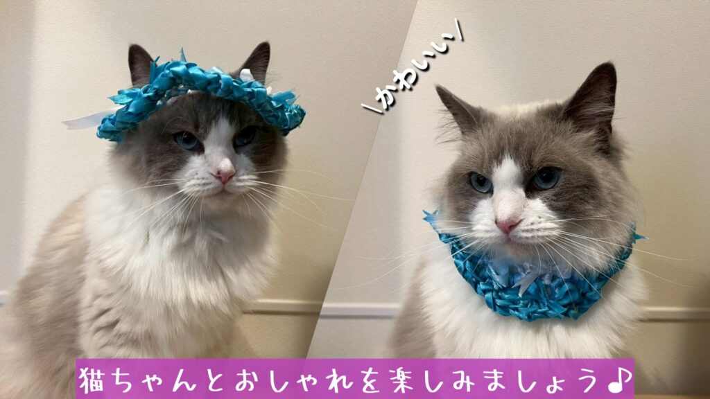 猫ちゃんとおしゃれを楽しみましょう♪