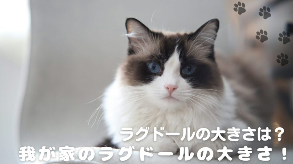 ラグドールの大きさは？我が家のラグドールの大きさはこれくらい！