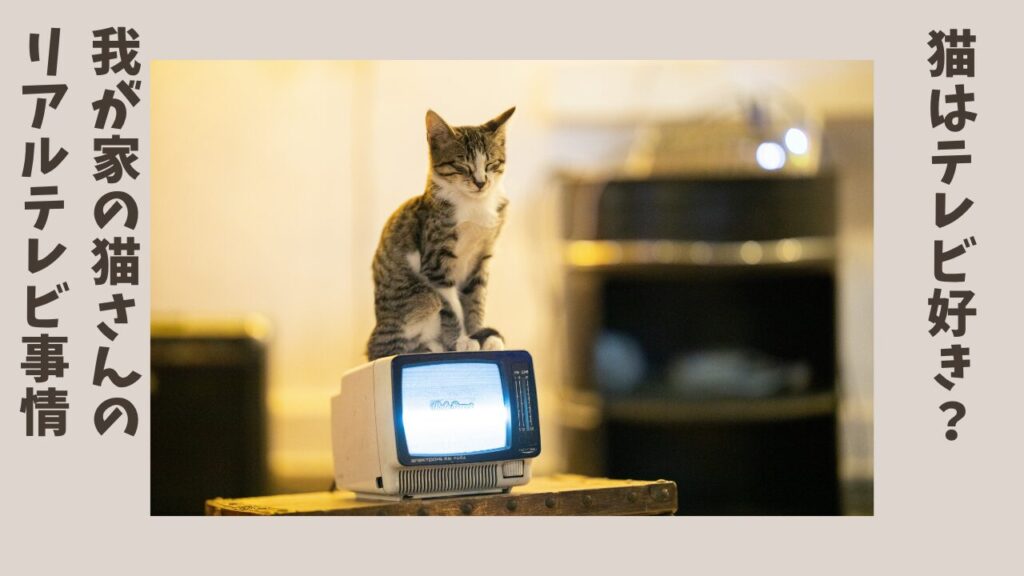 猫はテレビ好き？我が家の猫さんのリアルテレビ事情
