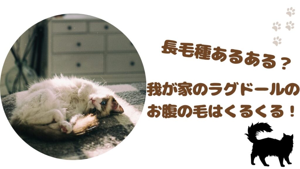 長毛種あるある？我が家のラグドールのお腹の毛はくるくる！