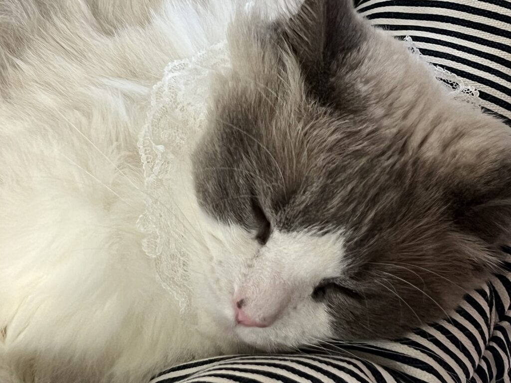 るんちゃん
