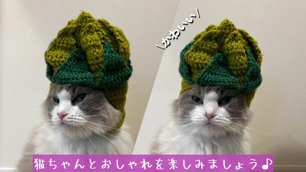 猫ちゃんとおしゃれを楽しみましょう♪